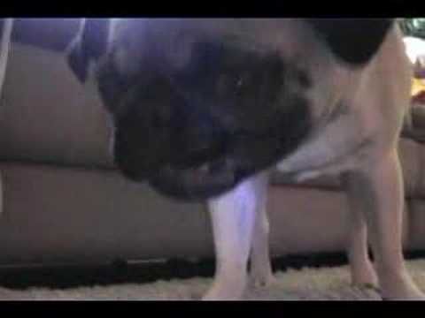 Pug Eating Cheese Doodles