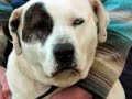 We are a tax exempt 501(c)3 organization and are 100% volunteer run. Because of this, we rely heavily on of the kindness and generosity of animal lovers near and far to help us do this work. All proceeds go directly to the animals' care. Because vet bills for so many animals can run very high, financial gifts are the lifeblood of our program. http://www.tcar.us. To reach someone at the rescue, email tricountyanimalrescue@yahoo.com About the faces in the video: Most shown are still waiting for forever homes. A few have passed away wanting a home but were loved forever at the rescue. Several have had the fortune to be adopted. But the video is not just about Tri-County Animal Rescue. These are the faces typical of discarded animals that will face euthanasia at a kill shelter or pound. Please consider reaching out and 