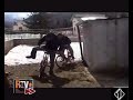 PEPPE realTV by Mimmoj85 PEPPE realTV by Mimmoj85