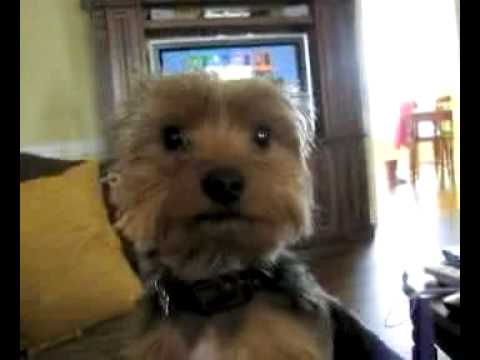 Spoiled Rotten Yorkshire Terrier
