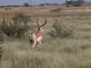 Antelope3 Antelope3