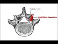 Multifidus Muscle Anatomy