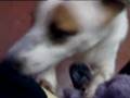 videos de Dogies