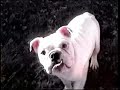 Amazing Bully Love Amazing Bully Love