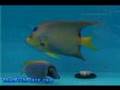 Queen Angel - That Fish Place Saltwater Fish Species Profile