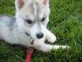 Siberian Husky: Kratos 