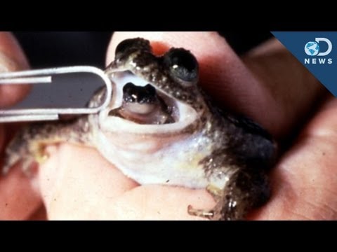 extinct - An extinct frog that hatches its young inside its stomach might be making a comeback thanks to science! In this DNews video, Anthony shows us this amazing li...