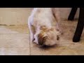 Alamo - broken leg - needs donations