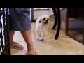 Alamo - broken leg - needs donations