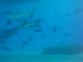 videos de shark3.mpg
