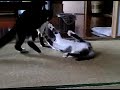 猫動画