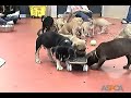ASPCA: 13 Puppies (update: all have been adopted!) ASPCA: 13 Puppies (update: all have been adopted!)