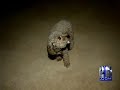 Russian Dog Wizard Makes Milwaukee Stop, Tames Poodle