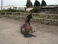 videos de Having a roll