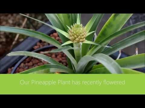 how to transplant roses into pots