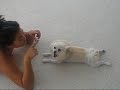 Dolce learning to Speak Dolce learning to Speak