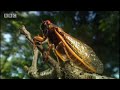 Amazing Cicada life cycle - Sir David Attenborough\