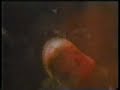pieces of songs from texan black metal act averse sefira live at open hell, 2002, czech republic.