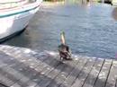 pelican waddle