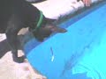 my dog nacho playing