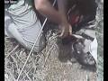 videos de cegonhitas anil 090613 3