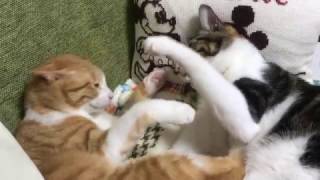 【募集休止中】若猫ちゃんの里親募集⑭