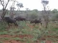 wildebeest charging wildebeest charging