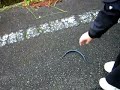 blue worm blue worm