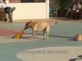 Centro Studi del Cane Italia