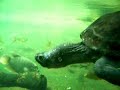 Bronx Zoo - Giant Gourami\ Bronx Zoo - Giant Gourami\