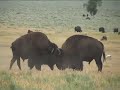 Bull bison battle Bull bison battle