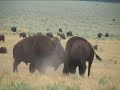 Bull bison battle Bull bison battle