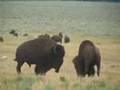 Bull bison battle