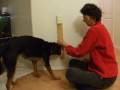 videos de Train Your Dog to Turn on the Light Switch Part 2 with Clicker