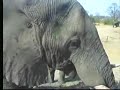 Elephants at Nkorho Pan 09/27/07 - 2