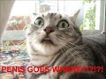very-funny-cats-plz-subscribe-gamezzycom.html