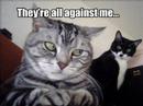 very funny cats plz subscribe. gamezzy.com