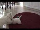 Bentley and Missey