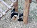 videos de Feng Yi