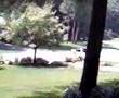 BNinja attacks a car (Ninja car attack.3g2)