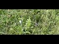 Icarusblauwtje vliegt mooi uit beeld (Common Blue flying) Icarusblauwtje vliegt mooi uit beeld (Common Blue flying)