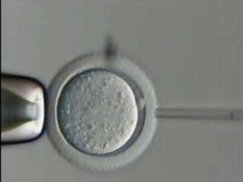 Embryonic Stem Cells and Disease ...