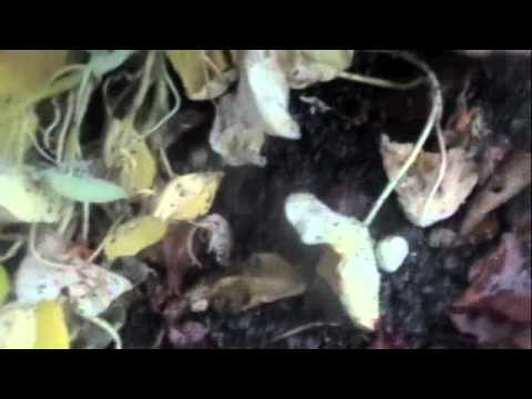 how to harvest nasturtium seeds