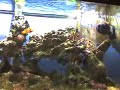 40 gal Saltwater Reef Tank