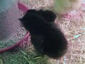 chicks.AVI chicks.AVI