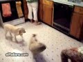 El batiperro El batiperro