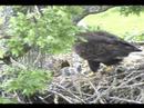 Porcupine eaglet