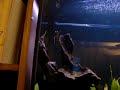 Herbie the newt swims