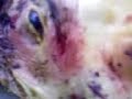 ork dile gallina assassina slayer chicken ronnydile udine friuli