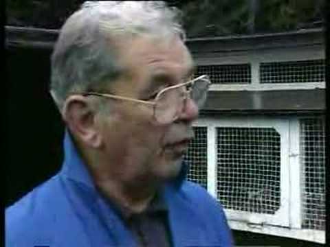 John Traill racing pigeons Simply ...